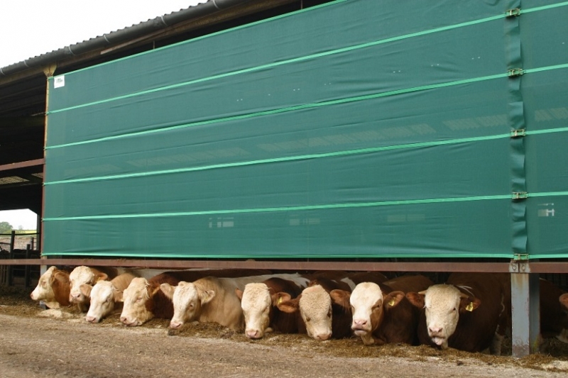 A Galebreaker Bayscreen protecting cows eating straw in a barn