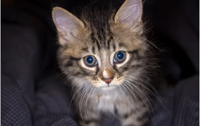 Cat Fostering Scheme Launched In East Anglia