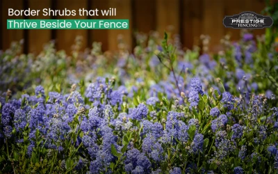 Border Shrubs that will Thrive Beside Your Fence