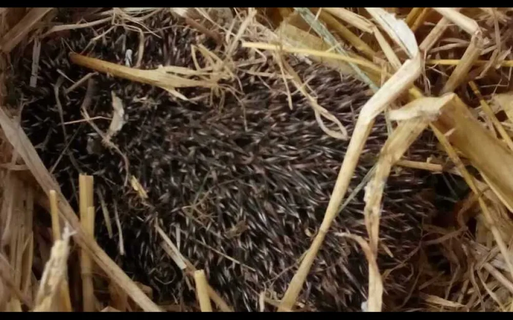 Hedgehog in straw